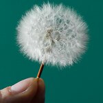Acrylic Resin Paperweight - Unique 3d Flower Real Dandelion Cube Gift