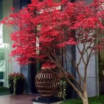 红枫盆栽植物工厂塑料装饰