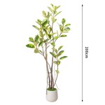 Rubber Fig Potted Plant Factory K Design