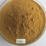 Senna Leaf Extract Manufacturer - 15% Sennoside Certificate