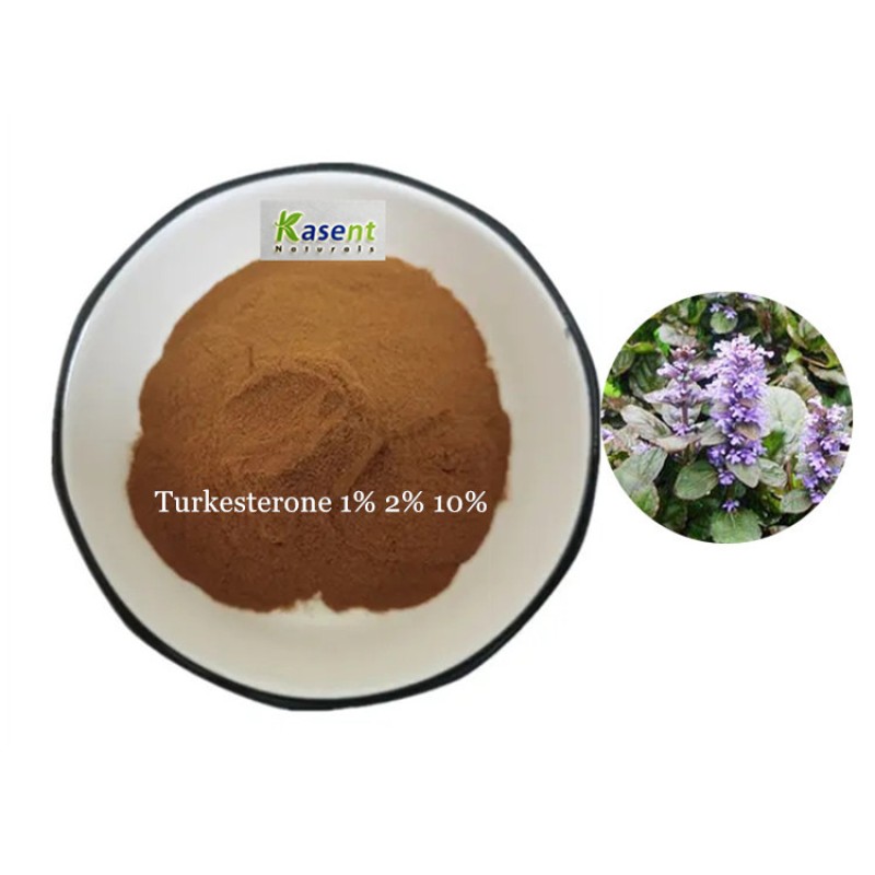 Turkesterone Extract Manufacturer - 1% 2% 10% Ajuga Powder