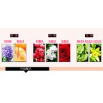 Perfume Mist - Manufacturer Beautiful Life Rose Original Brand Body Mist for Women