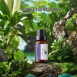 Essential Oil Manufacturer - Organic 10ml Green Tea for Ultrasonic & Plug-in Diffuser