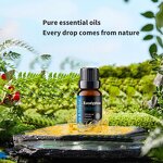 Essential Oil Manufacturer - Wholesale 10ml Screw Lid Body Oil for Spa