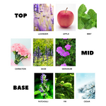 Perfume - Manufacturer 100mL Good Selling Fragrance Original for Men