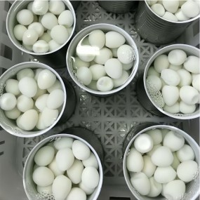 Professional Quail Eggs Factory - Airt Seal Fresh Keeping Design