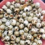 Seasoned Quail Eggs Supplier - 850g Canned Snack Wholesale