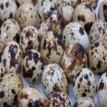 Canned Quail Eggs Factory - 850g Popular Snack Food Item