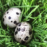 Peeled Quail Eggs Manufacturer - Boiled Water Canned Export Supplier