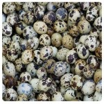 Professional Quail Eggs Factory - Airt Seal Fresh Keeping Design