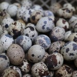 Seasoned Quail Eggs Supplier - 850g Canned Snack Wholesale