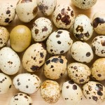 Peeled Quail Eggs Manufacturer - Boiled Water Canned Export Supplier