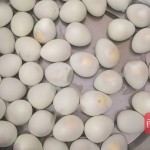 Peeled Quail Eggs Manufacturer - Boiled Water Canned Export Supplier