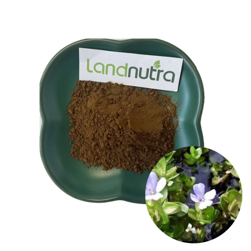 Bacopa Monnieri Extract Factory - 50% Bacosides Powder