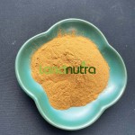 绿原酸供应商-5% 25%金银花提取物