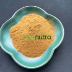 绿原酸供应商-5% 25%金银花提取物