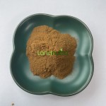 Gymnema Sylvestre Powder Factory - 25% Gymnemic Acid