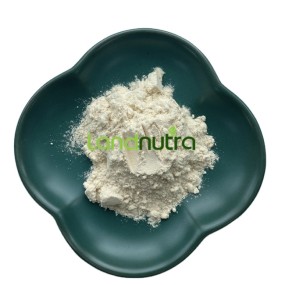 Mung Bean Protein Powder Supplier - 100% Organic