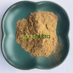 Matcha Green Tea Extract Factory - 50%-98% EGCG