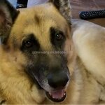 Pet Health Care Supplement