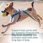 Dog Multivitamin Chews - Manufacturer Glucosamine Skin Coat Joint Digestive Health