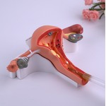 Vagina Tightening Gel Manufacturer - Hot Selling Female Shrink Firming