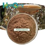 Phellinus Igniarius Extract Manufacturer - Organic 10:1 20:1 for Immune Support