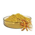 Dihydroberberine Powder Manufacturer - HUAQING HPLC 98% Cas 483-15-8