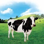 Bovine Colostrum Powder Manufacturer - New Zealand 10%-30% IgG 25%