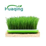 Wheat Grass Powder Manufacturer - Hot Sale Customized Organic Superfood