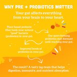 Prebiotic Probiotic Gummies Manufacturer - Vegan 5 Billion CFU for Gut Health