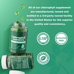 Chlorophyll Gummies Manufacturer - with Sambucus Echinacea ACV Wheat Grass