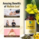 Mullein Leaf Extract Capsules Manufacturer - Organic Vegan for Digestive Immune & Sleep