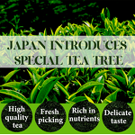 Matcha Green Tea Manufacturer - Supplier 100% Powder Ceremonial Grade