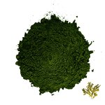Fucus Vesiculosus - Manufacturer 100% Natural Pure Extract for Cosmetics Powder