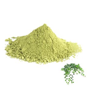 Ivy Extract Powder - Manufacturer 100% Natural Hederagenin Glycosides Pure Extract