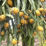 Yellow Dragon Fruit Extract - Manufacturer HALAL Vegan Antioxidant Food Coloring