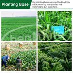 Matcha Powder Manufacturer - High Quality 5A Grade Japanese Organic Green Tea