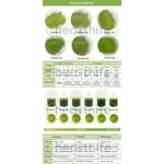 Matcha Green Tea Powder Manufacturer - Premium Culinary Grade Wholesale Supply Japan