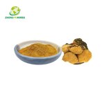 Phellinus Linteus Powder - Manufacturer Polysaccharides Mushroom Extract