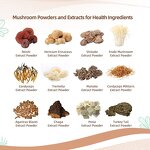 Mushroom Extract Powder - Manufacturer Organic Mushroom Supplements Powder