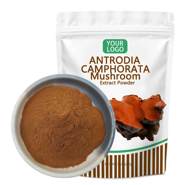 Antrodia Camphorata Extract - Manufacturer Organic Polysaccharide Mushroom