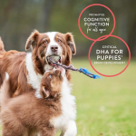 Wild Alaska Salmon Oil Supplier - Omega Rich Skin Coat