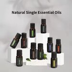Essential Oil - OEM ODM 10ml Organic Rosemary 100% Pure Aromatherapy