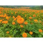 Marigold Flower Extract Manufacturer - 100% Natural Lutein Esters