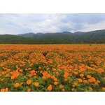 Marigold Extract Manufacturer - Zeaxanthin & Lutein Powder