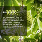 Soursop Leaf Tea Manufacturer - Non-GMO Caffeine Free 100% Natural