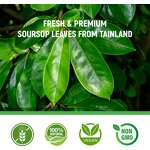 Soursop Leaf Tea Manufacturer - Non-GMO Caffeine Free 100% Natural