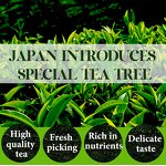 Matcha Powder - Manufacturer - Organic Japanese Slimming Recyclable Bag Private Label