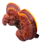Reishi Powder - Manufacturer - Organic Ganoderma 4% Polysaccharide 2% Triterpene